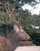 A wild dear (very spiritual according to buddhist monks)