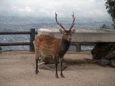 A dear - in the backyard: view of Nara valley