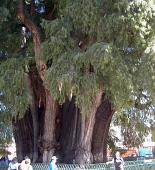 The tree of Tul&eacute;, 2000 years old and 40 meters wide