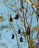 Wake up - the bats are crying early in the morning ..