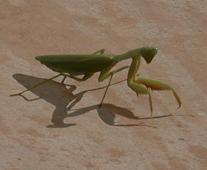 Huge and awful encounter...