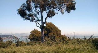 The Bay Bridge - view from the Coit Tower