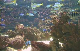 Fishes from the Great Barrier