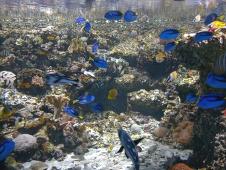 Fishes from the great barrier