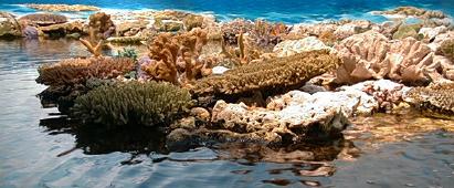 Corals