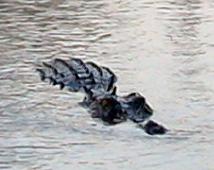 A crocodile (and not an alligator)