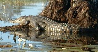 Another huge crocodile
