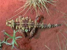 Alice Springs' desert park: an interesting encounter with a moloch