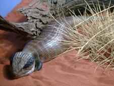 ... another good looking Australian