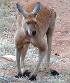 Of course: a red kangoroo