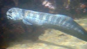 Seattle Aquarium - an electric eel