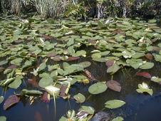 The everglades