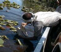 The airboat driver tring to have a little encounter with an alligator