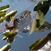 American alligator