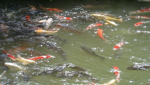 Japanese fishes