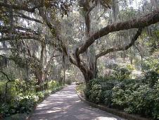 Maclay gardens - Florida's great vegetation