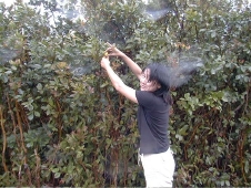 Kristel: picking up guavas