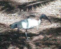 An ibis in the botanical gardens