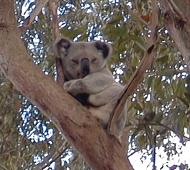 A koala having a rest ...