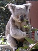 ...eating eucalyptus ...