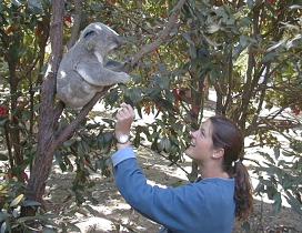 Caro .. feeding the cutest Koala !