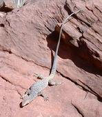 One of the valley inhabitants