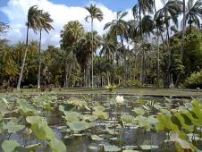 Lotus and palm trees