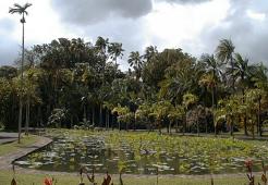 Lotus and palm trees