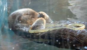 Seattle Aquarium - une petite loutre se repose ...