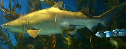 A shark ... looks so sweet !!