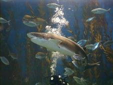 ... and some other fishes.