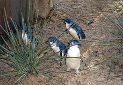 The tiny australian penguins