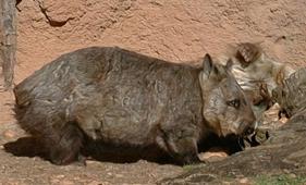 A wombat