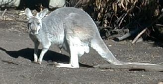 Of course: a kangaroo ... but white this time!