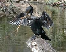 fishing? ...sorry mate but the only thing you caught is a piece of wood !