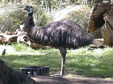 An emu ... almost as many as the kangaroos