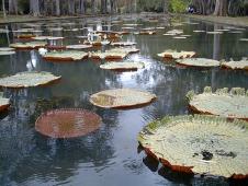 The giant victorian nenuphars