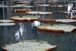 A small flower of victorian nenuphars