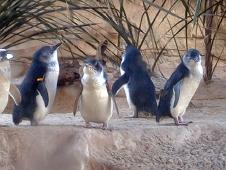 Sydney aquariun - the penguins of the South coast