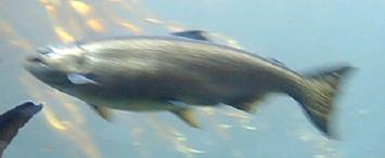 Seattle Aquarium - one of the many salmons of the Puget Sound