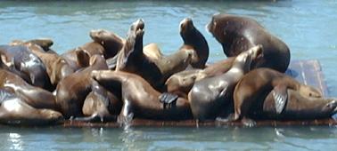 The sea lions - poussez pas !!