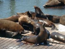 The sea lions at Fisherman's Wharf