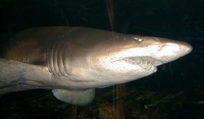 The shark swimmimg right next to us .... I promise you everybody's quiet when it's coming !!!