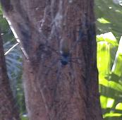 A very tiny spider  ... just a little larger than my hand !!