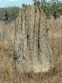Magnetic Termites