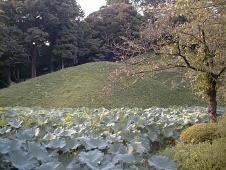 Koishikawa Korakuen gardens : the great lotus leaves