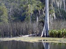 Turtles (on the dead wood)