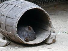 A baby wombat