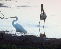 Beautiful birds (the one on the right is a Jabiru)