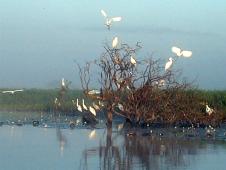 Birds in Yellow Water